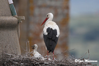 Cicogna (Ciconia ciconia - White Stork)