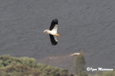 Capovaccaio (Neophron percnopterus - Egyptian Vulture)