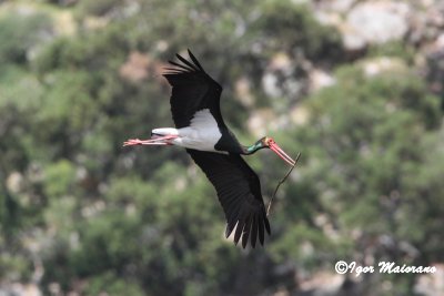 Cicogna nera (Ciconia nigra - Black Stork)