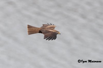 Nibbio bruno (Milvus migrans - Black Kite)