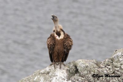 Grifone (Gyps fulvus - Griffon Vulture)