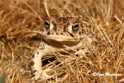Rospo calamita (Bufo calamita - Natterjack Toad)