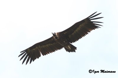 Avvoltoio monaco (Aegypius monachus - Black Vulture)