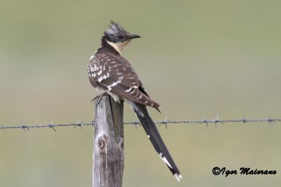 Cuculo dal ciuffo (Clamator glandarius - Great Spotted Cuckoo)