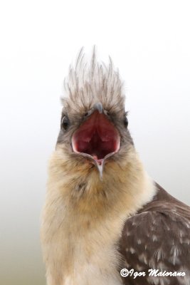 Cuculo dal ciuffo (Clamator glandarius - Great Spotted Cuckoo)