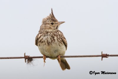 Cappellaccia di Thekla (Galerida theklae - Thekla Lark)