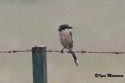 Averla meridionale iberica (Lanius meridionalis - Iberian Grey Shrike)