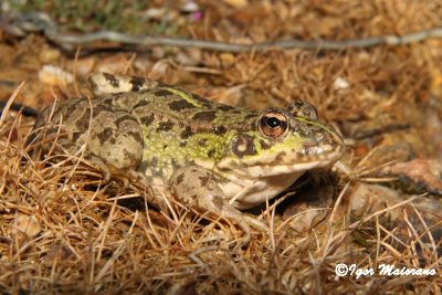 Rana verde iberica (Pelophiylax perezi - Perez's Frog)