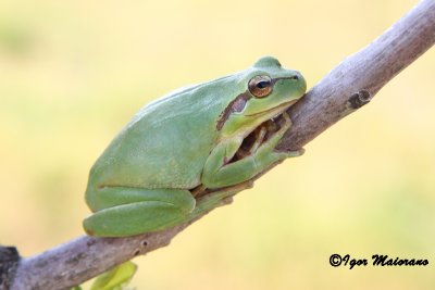 Raganella meridionale (Hyla meridionalis - Stripeless Tree Frog)