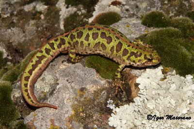 Tritone pigmeo (Triturus pygmaeus - Southern Marbled Newt)