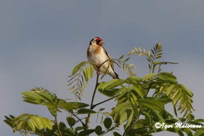 Cardellino (Carduelis carduelis - Goldfinch)