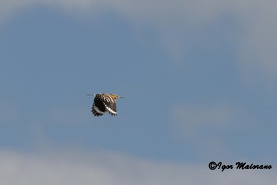 Upupa (Upupa epops - Hoopoe)