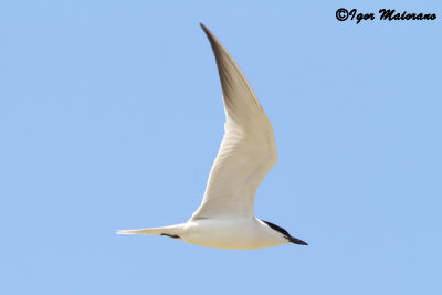 Sterna zampenere (Gelochelidon nilotica - Gull-billed Tern)