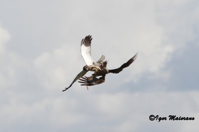 Falco di palude vs nibbio bruno (Marsh Harrier vs Black Kite)