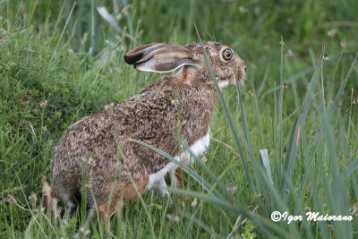 Lepre iberica (Lepus granatensis - Granada Hare)