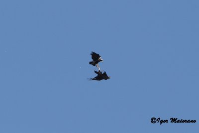 Aquila imperiale spagnola vs avvoltoio monaco (Spanish Imperial Eagle vs Black Vulture)