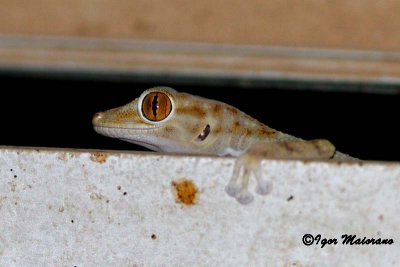 Ptyodactylus hasselquisti - Fan footed Gecko