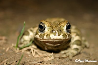 Rospo smeraldino (Pseudepidalea viridis)