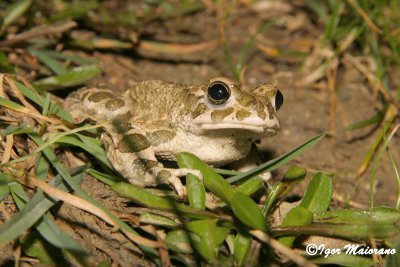 Rospo smeraldino (Pseudepidalea viridis)