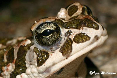 Rospo smeraldino (Pseudepidalea viridis)