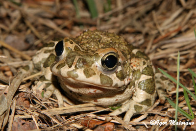 Rospo smeraldino (Pseudepidalea viridis)