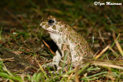 Rospo smeraldino (Pseudepidalea viridis)