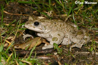 Rospo smeraldino e tritone punteggiato (Pseudepidalea viridis)