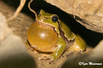 Raganella (Hyla arborea - European Tree Frog)