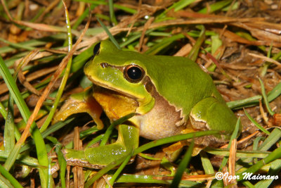 Raganella (Hyla arborea - European Tree Frog)