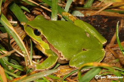 Raganella (Hyla arborea - European Tree Frog)