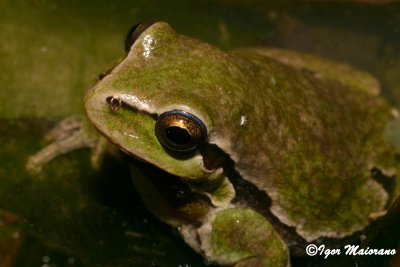 Raganella (Hyla arborea - European Tree Frog)