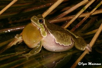 Raganella (Hyla arborea - European Tree Frog)