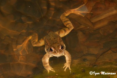 Rana agile (Rana dalmatina - Agile Frog)