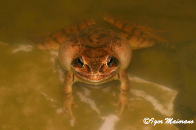 Rana agile (Rana dalmatina - Agile Frog)