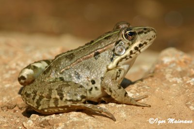 Rana verde (Pelophylax esculentus - Edible Frog)