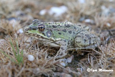 Rana verde iberica (Pelophiylax perezi - Perez's Frog)