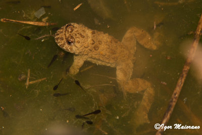 Ululone ventregiallo (Bombina variegata - Yellow-bellied Toad)
