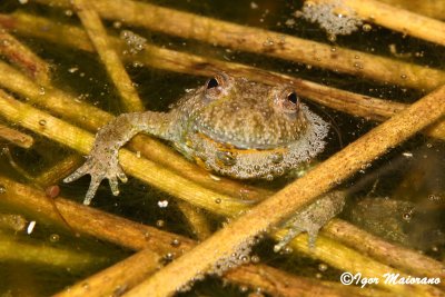Ululone ventregiallo (Bombina variegata - Yellow-bellied Toad)