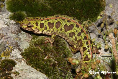 Tritone pigmeo (Triturus pygmaeus - Southern Marbled Newt)