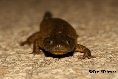 Pleurodele (Pleurodeles waltl - Iberian Ribbed Newt)