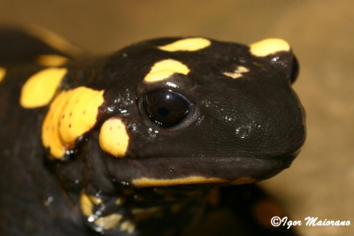Salamandra pezzata (Salamandra salamandra - Fire Salamander)