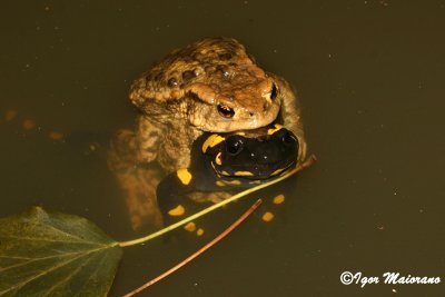 Salamandra pezzata e rospo comune (Fire Salamander and Common Toad)