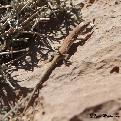 Mesalina guttulata - Small Spotted Lizard
