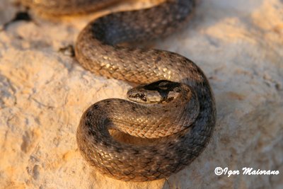 Colubro dal cappuccio (Macroprotodon cucullatus - Algerian False Smooth Snake)