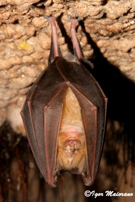 Rinolofo maggiore (Rhinolophus ferrumequinum - Greater Horseshoe Bat