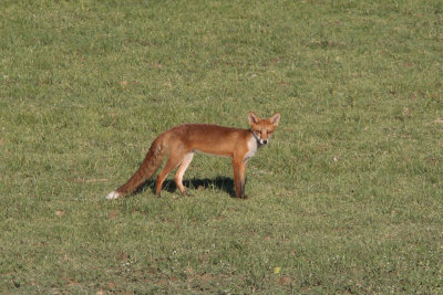 Volpe (Vulpes vulpes - Red Fox)
