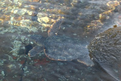 Tartaruga marina comune (Caretta caretta - Loggerhead Sea Turtle)