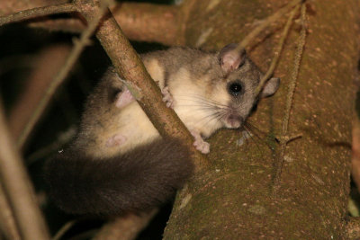 Ghiro (Glis glis - Edible Dormouse)