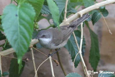 Bigiarella (Sylvia curruca - Lesser Whitethroat