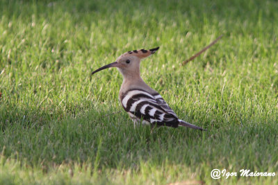 Upupa (Upupa epops - Hoopoe)